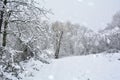 A forest in winter with lots of snow when snowing Royalty Free Stock Photo