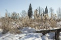 Forest in winter. Nature in Siberia. Trees and snow Royalty Free Stock Photo