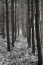 Forest in Winter Royalty Free Stock Photo