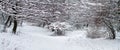 Forest in Winter - Panorama