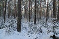 Forest winter.