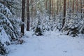 Forest winter.