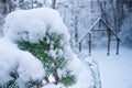 Forest in winter with pine needle leaves covered by snow Royalty Free Stock Photo