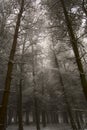 Forest in winter Royalty Free Stock Photo