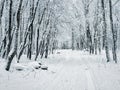 Forest winter snow road. Snowfall in the forest Royalty Free Stock Photo