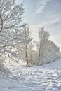 Forest, winter and snow with trees and nature, landscape and cold weather with scenic view. Frozen, ice and natural Royalty Free Stock Photo