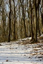 Forest in winter time Royalty Free Stock Photo