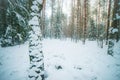 Forest in winter time