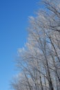 Forest in winter with trees in hoarfrost on the background of blue sky. Christmas scene Royalty Free Stock Photo