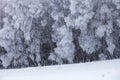 Forest winter landscape. Frozen snowbound trees