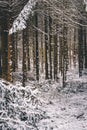 Forest winter wonder land Royalty Free Stock Photo