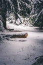 Forest winter wonder land Royalty Free Stock Photo