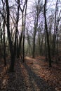 A forest in wintertime Royalty Free Stock Photo