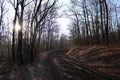 A forest in wintertime Royalty Free Stock Photo