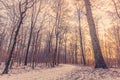 Forest at wintertime in the sunrise Royalty Free Stock Photo