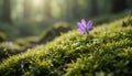 Forest Wonder: Purple Flower Blooming Among Moss Royalty Free Stock Photo