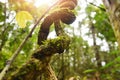 Forest wood beautiful nature with vine plant in the forest with sun summer sunshine Royalty Free Stock Photo