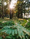 Forest wood Green autumn sun mystery nature fall wallpaper fern grass tree Royalty Free Stock Photo