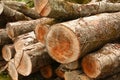 Forest Wood Pile Royalty Free Stock Photo