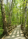 Forest wooden bridge pathway scenery on a sunny spring summer day with grass alive trees and green leaves at branches at a park b