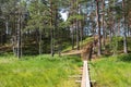 Forest wooden path and stairs among pines and swamps Royalty Free Stock Photo