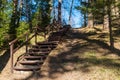 Forest with wooden stairs, large trees and a walking trail on a sunny spring day, Ivande, Latvia Royalty Free Stock Photo