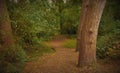 Forest woodland trail leading down a hill Royalty Free Stock Photo