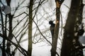 Forest woodpecker on a tree in a winter forest