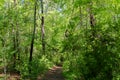 Nature lover shaded tree forest woods hiking trail path Royalty Free Stock Photo