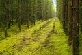 Forest, woods and nature with trees, path and grass with spring and landscape with fresh air. Empty, ecology and Royalty Free Stock Photo