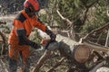 Forest worker cutting a tree with a chainsaw