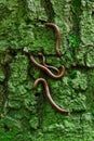 Forest worms on green tree bark, fascinating detail / earthworm