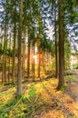 Forest wth pine trees in German Vulkaneifel in Gerolstein at sunrise