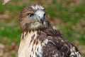 Forest (common) buzzard portrait Royalty Free Stock Photo