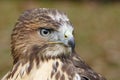 Forest (common) buzzard portrait Royalty Free Stock Photo