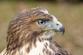 Forest (common) buzzard portrait Royalty Free Stock Photo