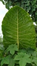 This is a forest yam leaf that is very wide and has veins inside the leaf