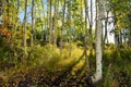 Forest of yellow aspens during the foliage