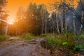 Forest with yellow foliage of birch trees and spruces in the fall illuminated by the orange rays of the outgoing sun.