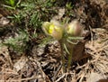 Forest young of blooming snowdrop