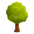 Forest young tree icon, cartoon style