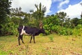 Forest Zebu Royalty Free Stock Photo