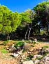 Foresta 2000 Nature Reserve on Marfa Peninsula Malta Royalty Free Stock Photo