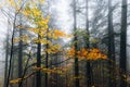 Foreste Casentinesi, forest in autumn, mystery mood