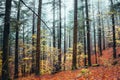 Foreste Casentinesi, forest in autumn, mystery mood