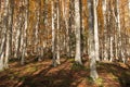 Foreste Casentinesi, Monte Falterona, Campigna National Park Royalty Free Stock Photo