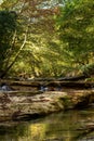 Foreste Casentinesi National Park Royalty Free Stock Photo