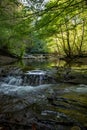 Foreste Casentinesi National Park Royalty Free Stock Photo