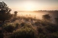 forested desert with misty sunrise in the background