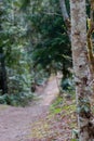 forested dirt path leading off into the distance